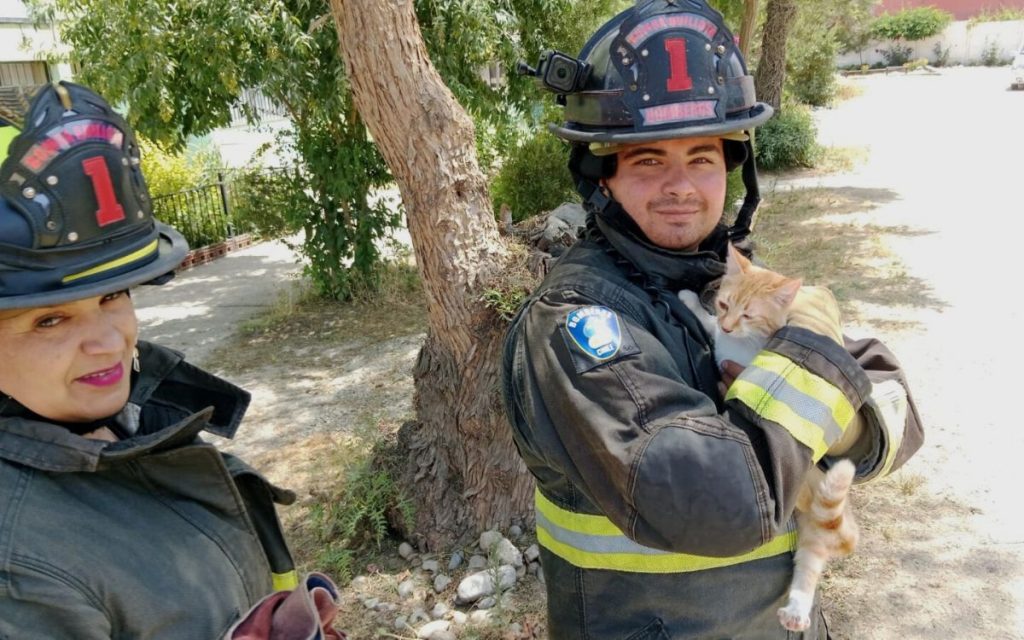 Bomberos de Quillota rescataron a gatito atrapado en árbol