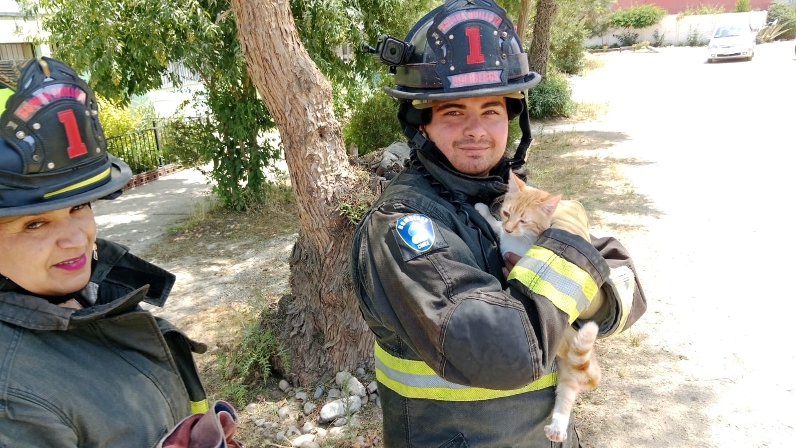 Bomberos de Quillota rescataron a gatito atrapado en árbol