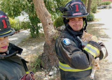 Bomberos de Quillota rescataron a gatito atrapado en árbol