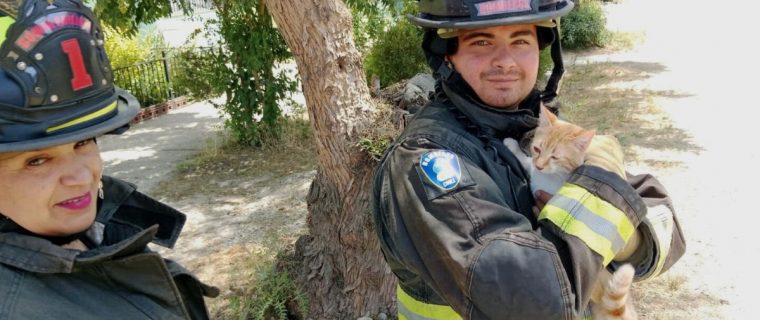 Bomberos de Quillota rescataron a gatito atrapado en árbol