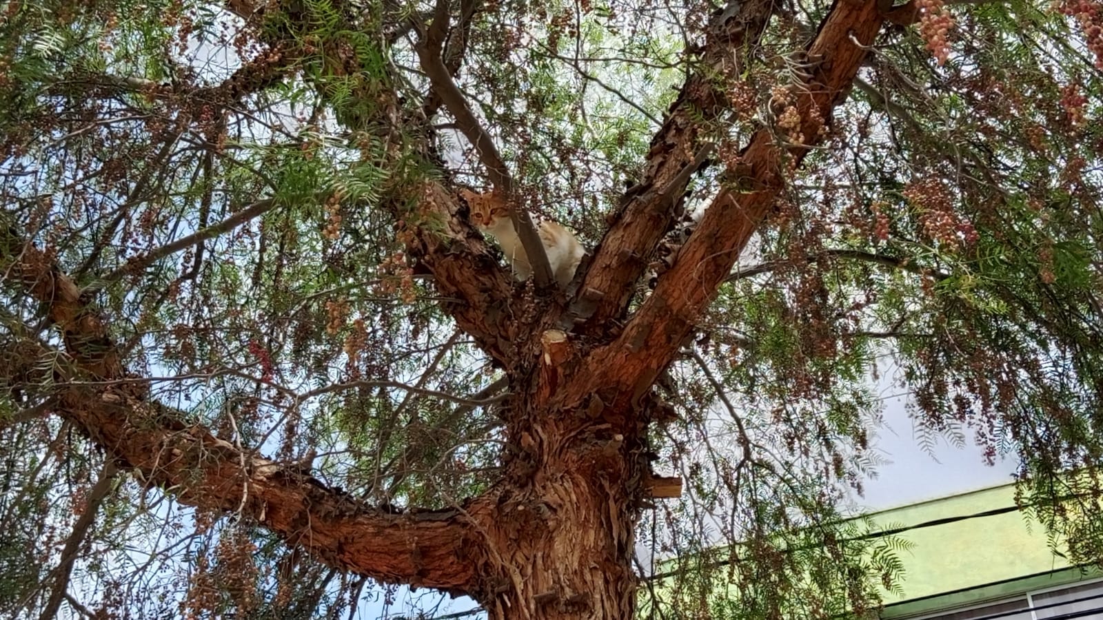 Bomberos de Quillota rescataron a gatito atrapado en árbol