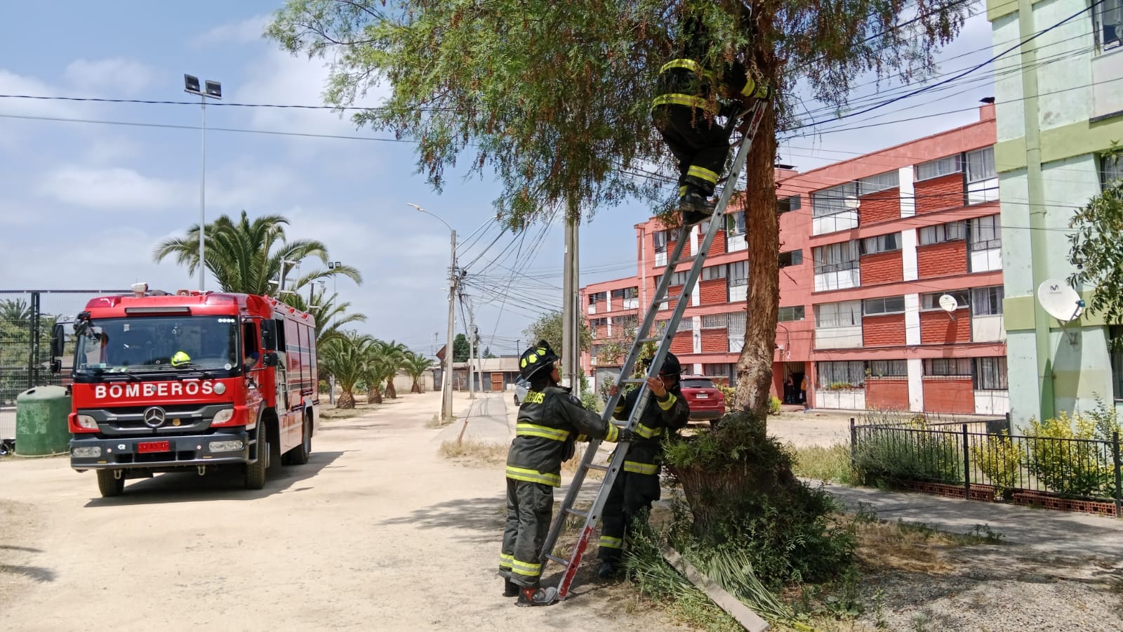 Bomberos de Quillota rescataron a gatito atrapado en árbol