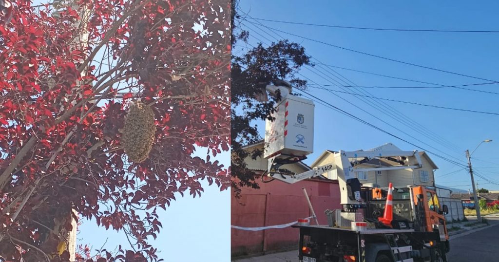 Rescatan panel gigante de abejas en población de Quillota