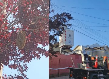 Rescatan panel gigante de abejas en población de Quillota