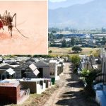 La Calera: Partió campaña preventiva contra mosquito del Dengue y fiebre amarilla