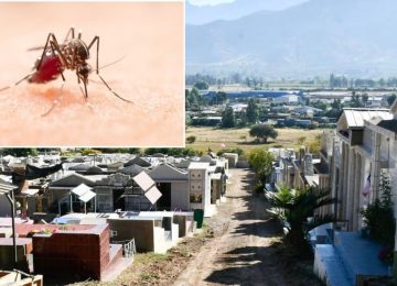 La Calera: Partió campaña preventiva contra mosquito del Dengue y fiebre amarilla