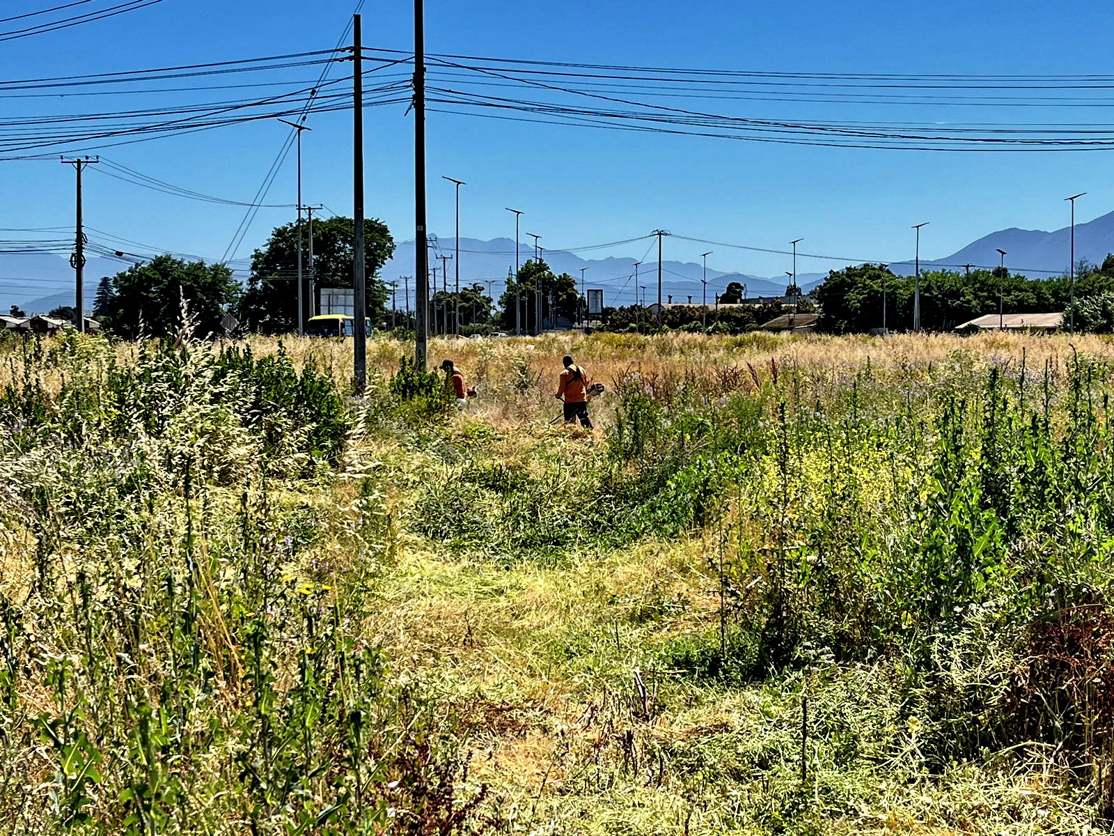 Quillota Fiscalizan y multan a dueños de terrenos que no cortan sus pastizales