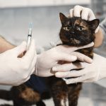 Esta semana continúan los operativos veterinarios gratuitos en Hijuelas