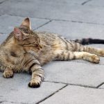 La Calera: Conmoción por hallazgo de gatitos sin vida y con piedras dentro de sus hocicos