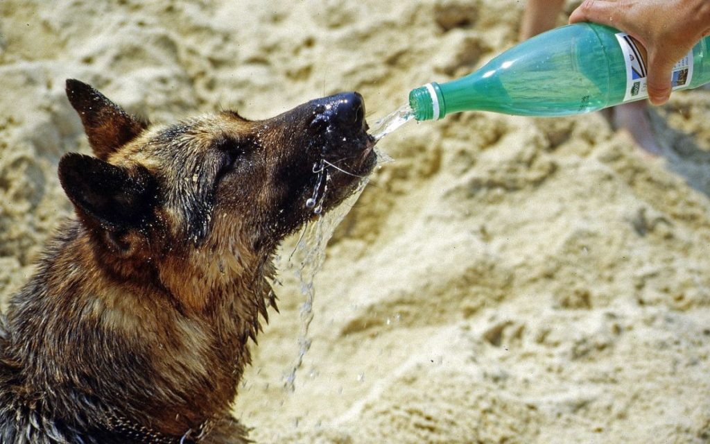 Región de Valparaíso Anuncian temperaturas de hasta 38 grados celsius