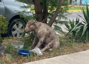  En La Calera creen que usaban a Ángel como perro de "entrenamiento" por sus múltiples heridas