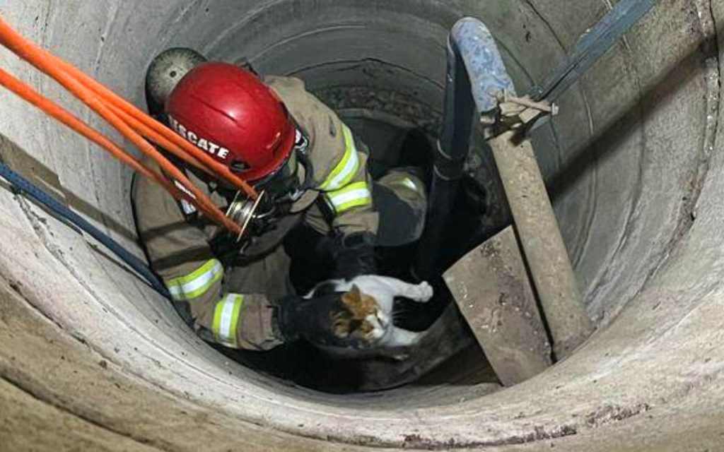 Dueña de gatito rescatado desde pozo agradeció a Bomberos de Quillota